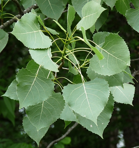 {Populus deltoides}